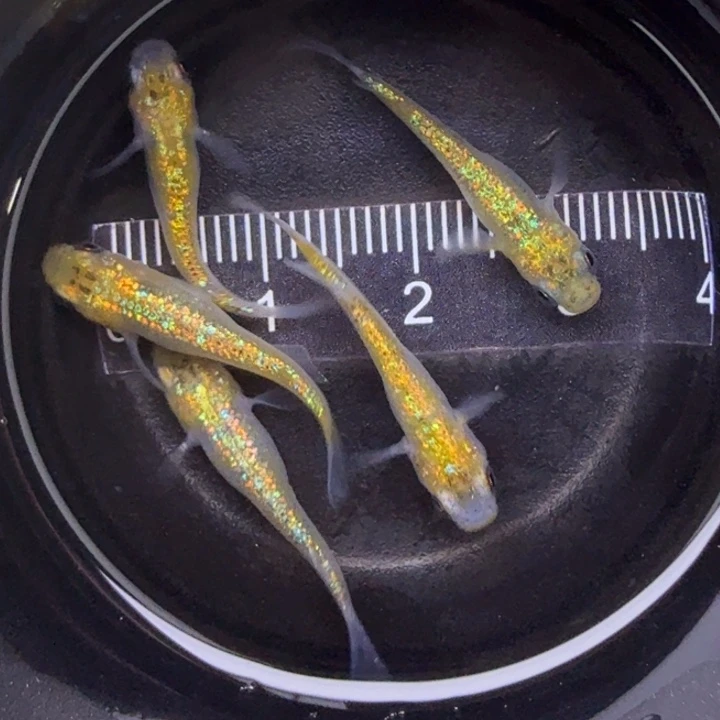 青鳉鱼猫饭星光2号