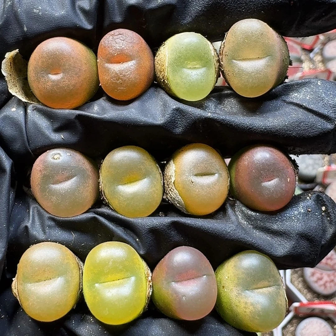 生石花111111。 220
