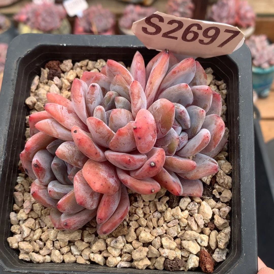 S2697 雪天使自然群 9cm