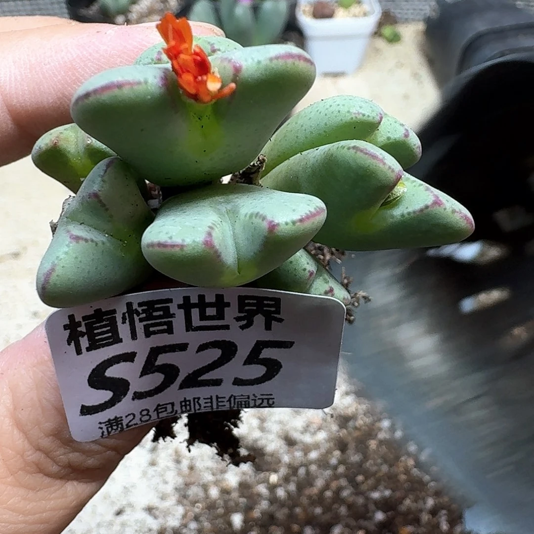 多肉植物的润泽fghn