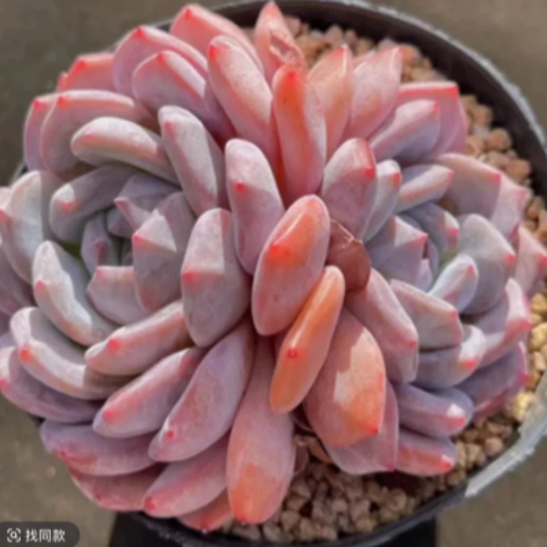 【满9.9包邮】梦影双头8cm盆多肉植物以直播间展示为主