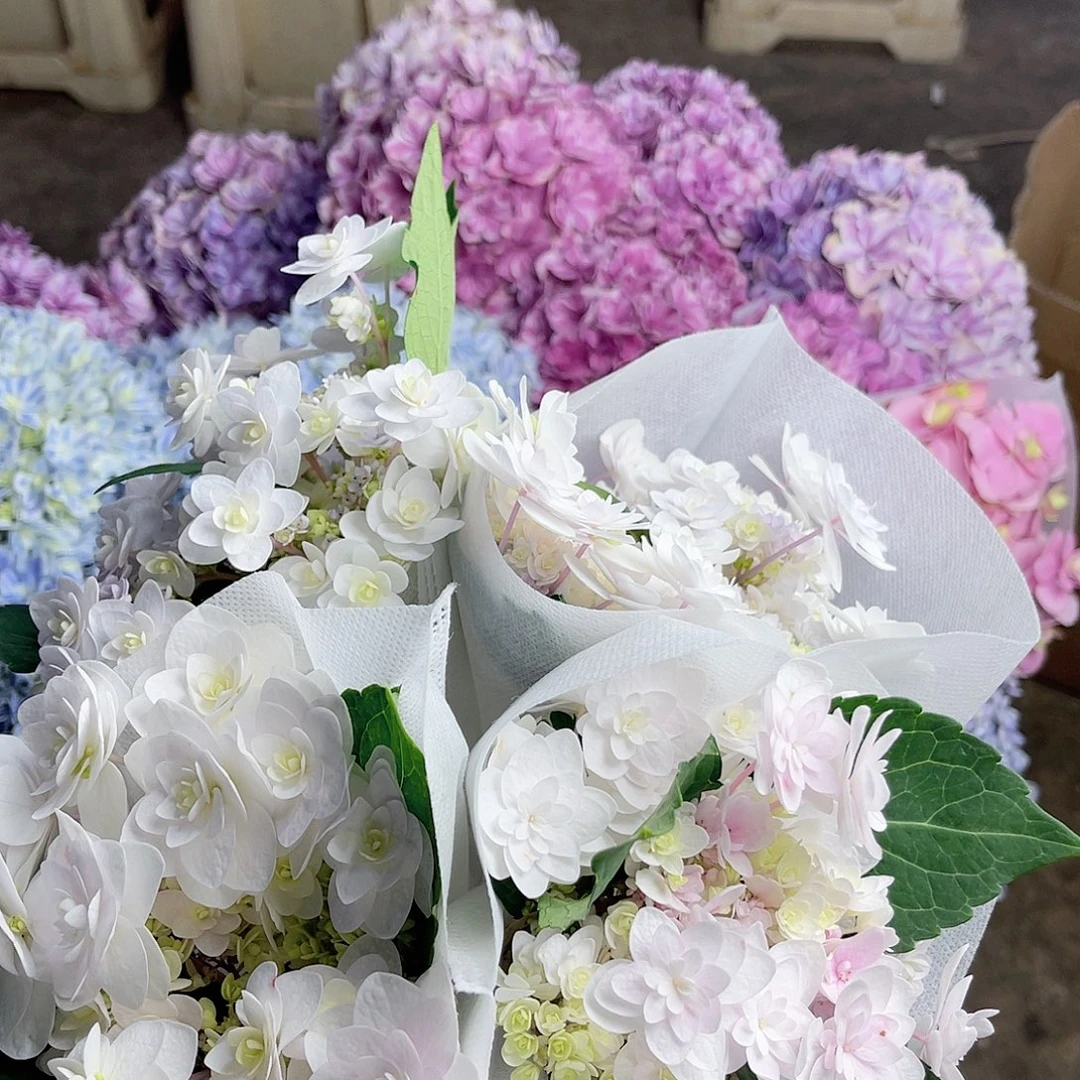 我***神完全开放稀有绣球花22四枝