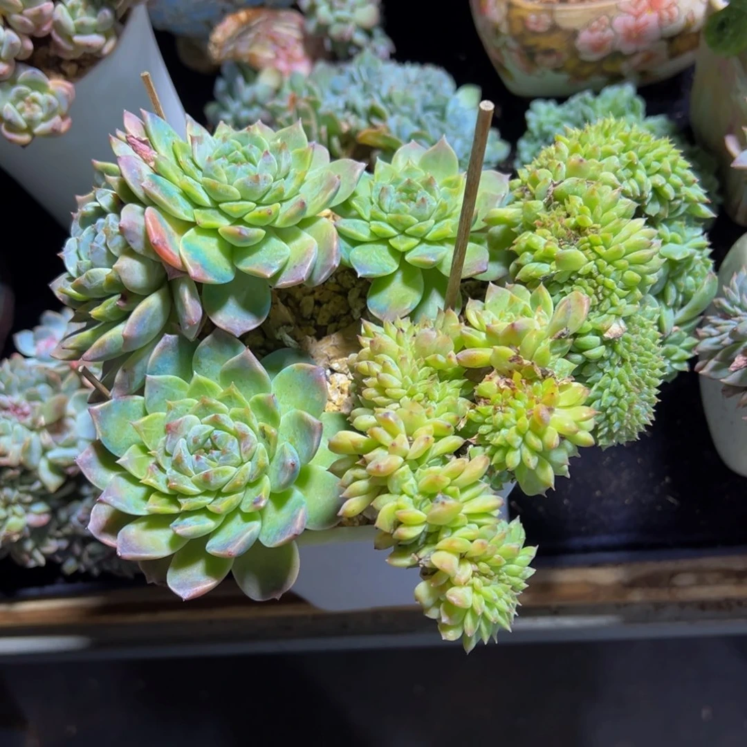小桃花冰魄缀 天天开心