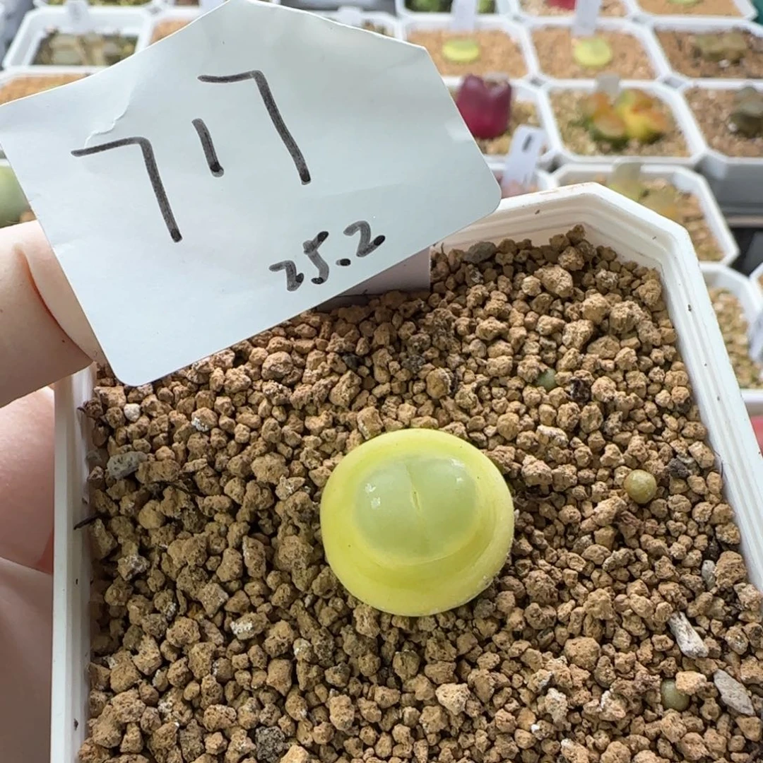 我***名多肉多肉多肉2025-717