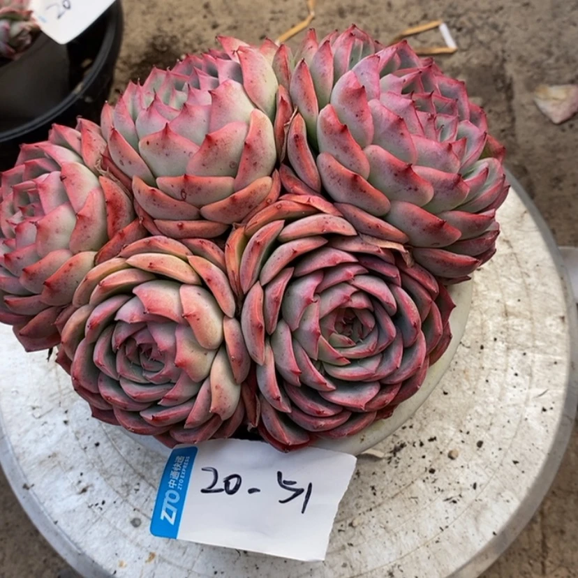 【闪购商品】青**?多肉植物的
