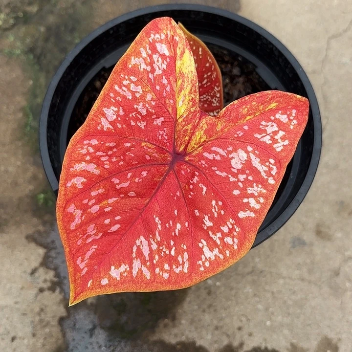 6-1211大富翁广东现货