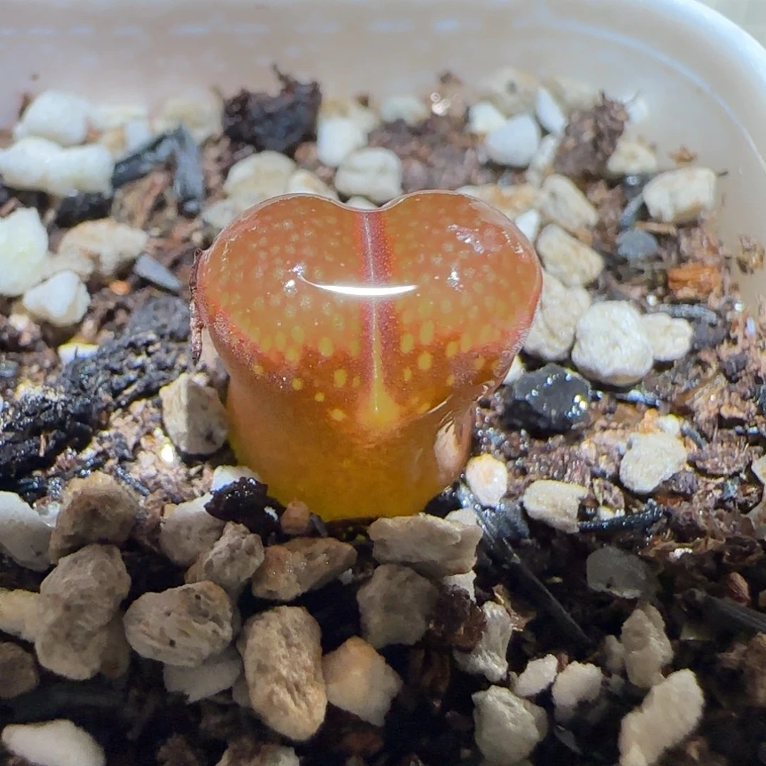 肉锥多肉植物百科-帕法德1785