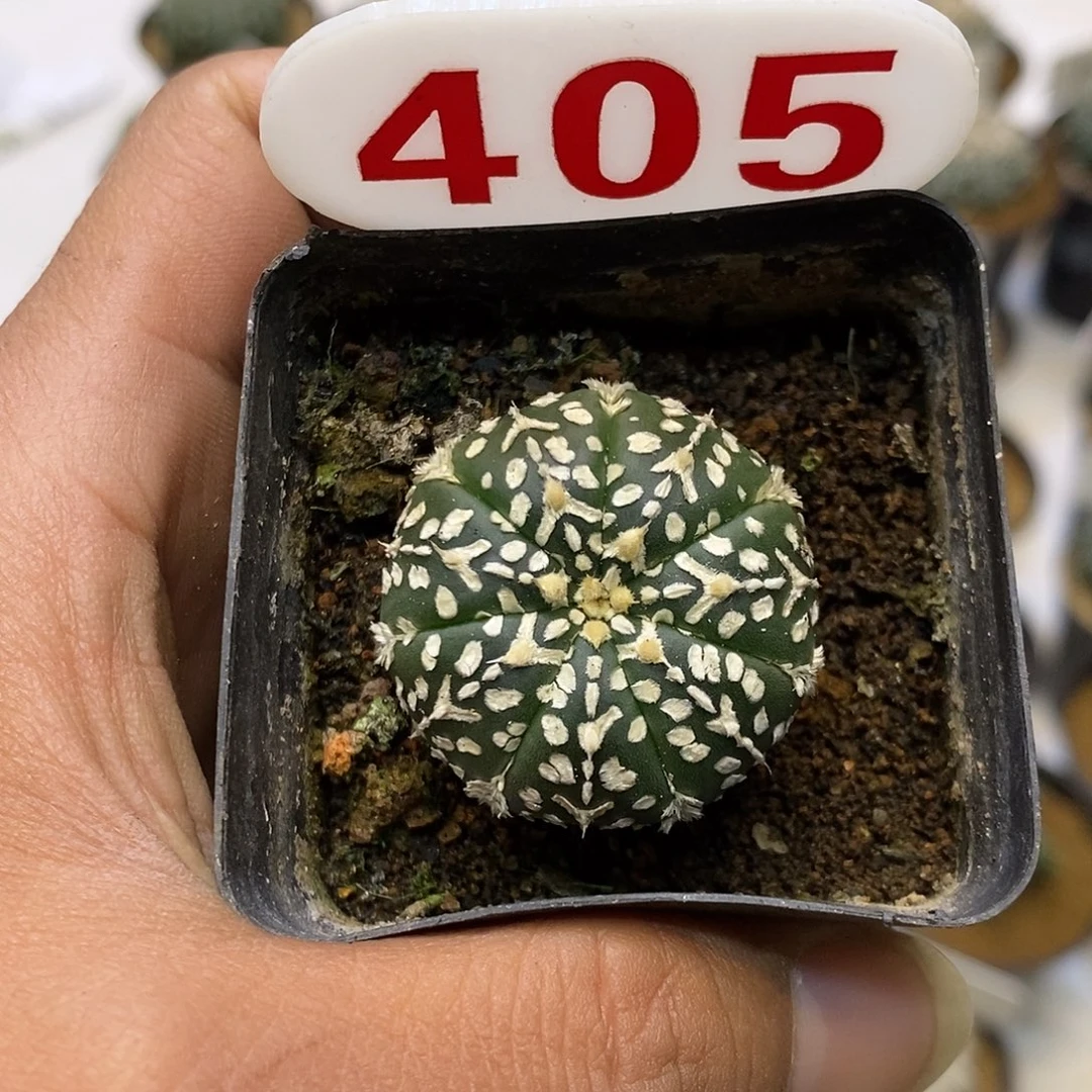 405福利特价来了哦亲