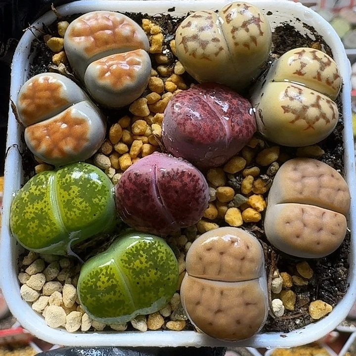 生石花111111。   521
