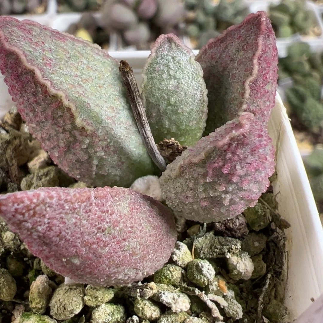 粉红小猪多肉植物水泡多肉植物水泡