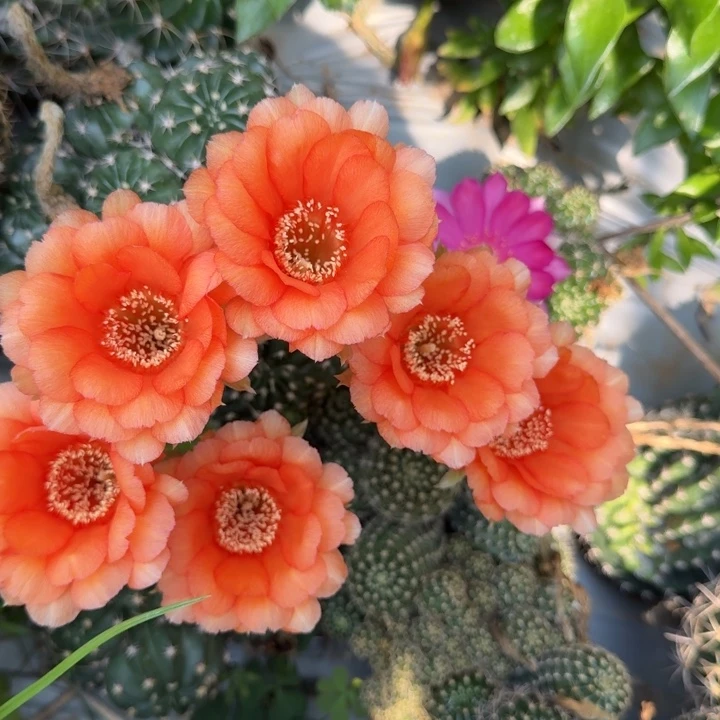 丽花仙人球侧芽一个223