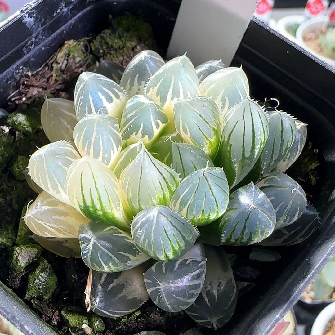519号霓虹灯一物一拍带盆土