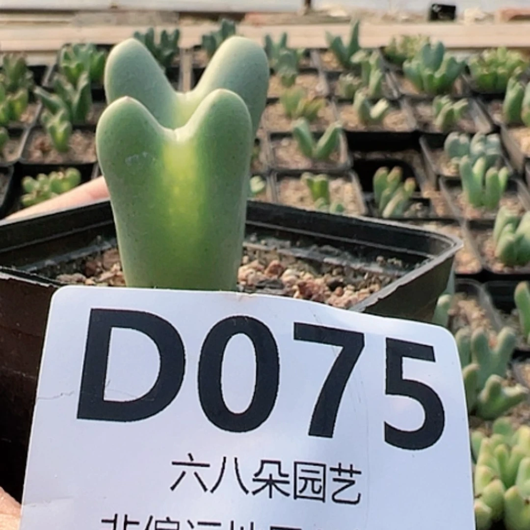 【闪购商品】大将多肉