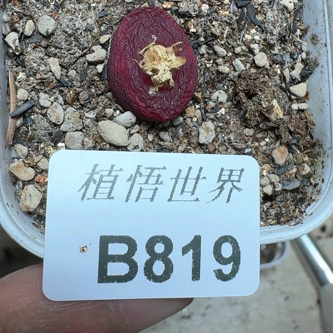 819盒多肉植物哇f v