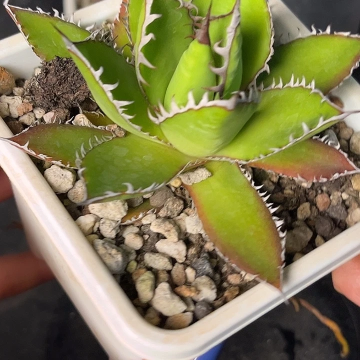 无花朵龙舌兰迷刺霍利达