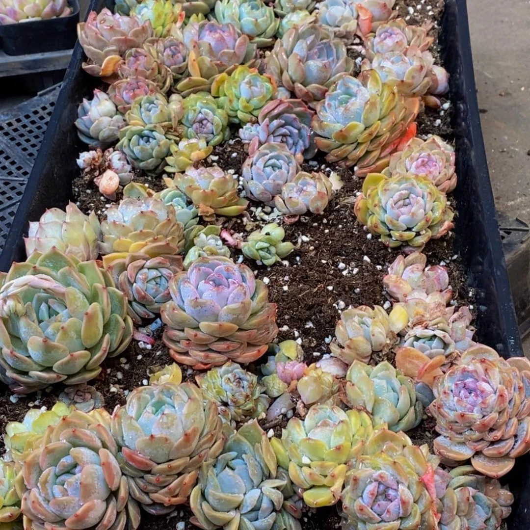 141多肉植物纤维面膜贴上