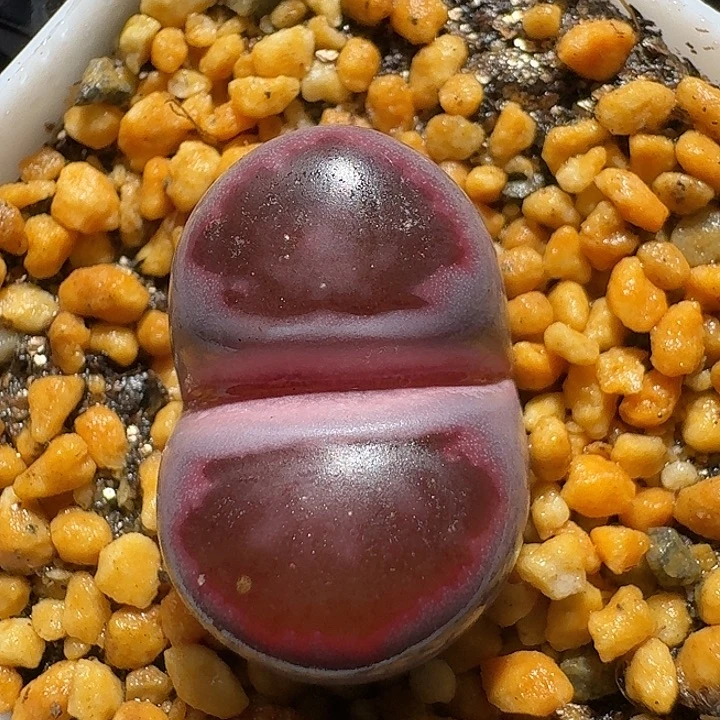 生石花23:：：：。  375号