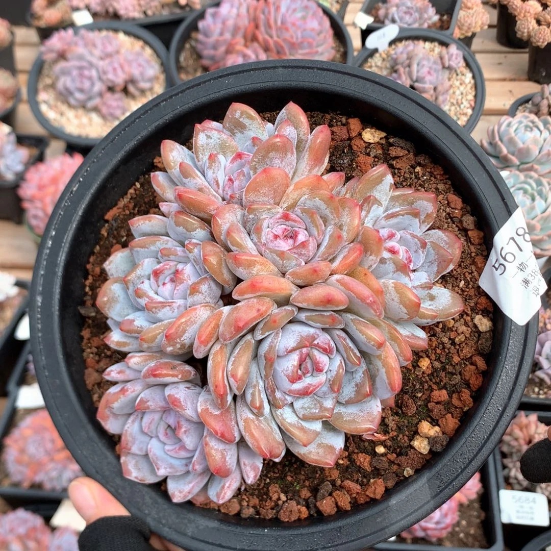 15厘米六头有砍石榴籽星影 5678