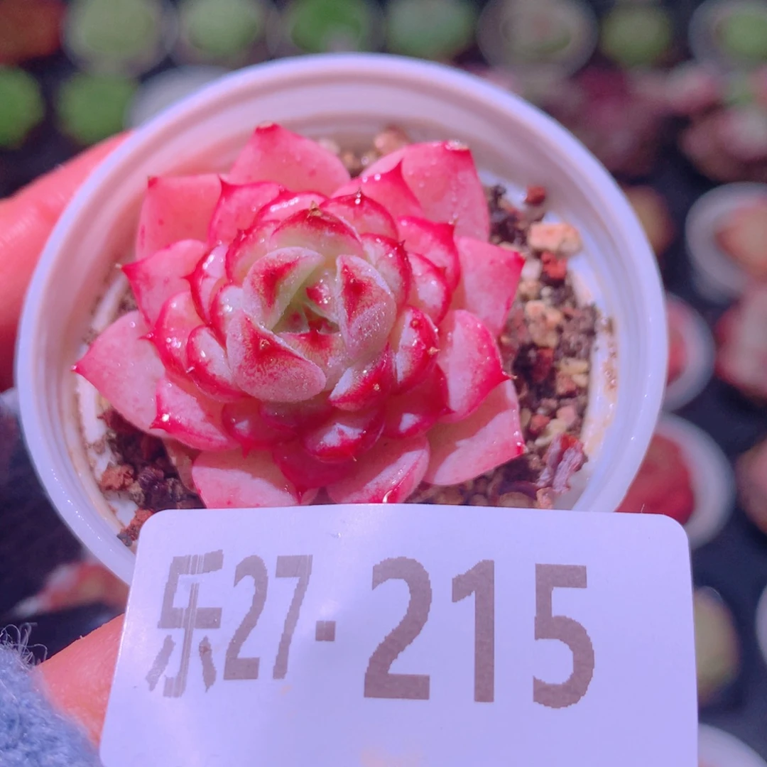 乐然27-215 天鹅绒