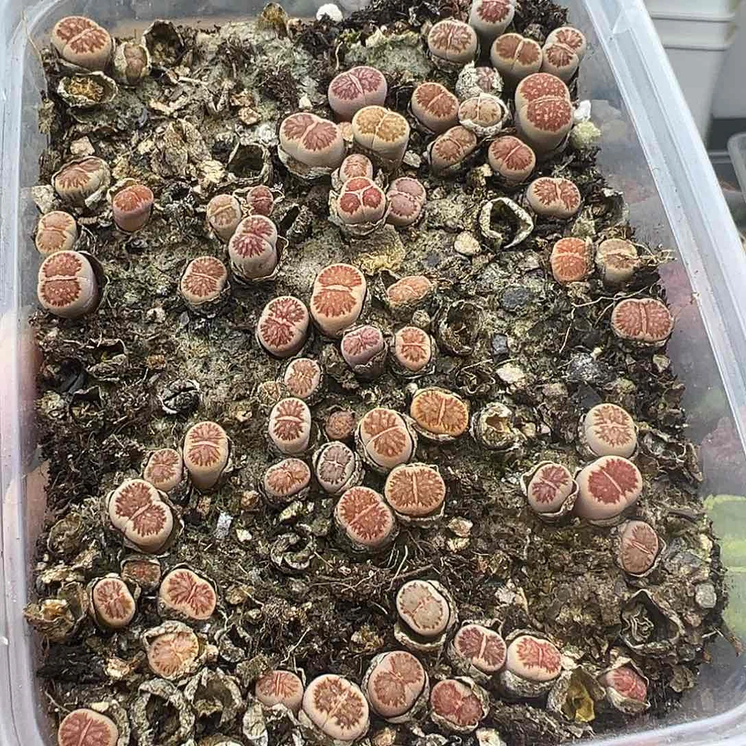 3680尺寸很小品质很高带个奔