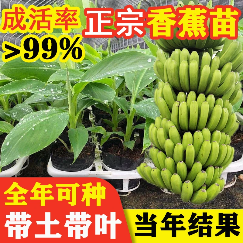香蕉苗粉蕉苗矮化小米蕉香蕉树苗结果快庭院种植广西发货营养杯苗