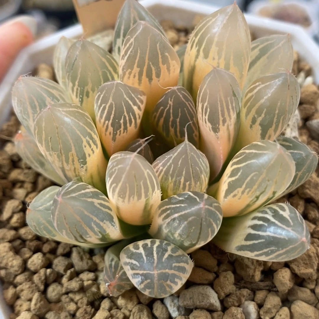 732糊斑胭脂玉露锦一物一拍