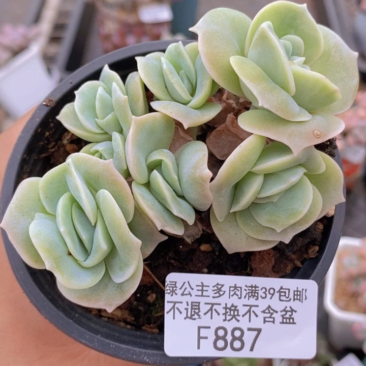 可爱玫瑰9cm887多肉植物