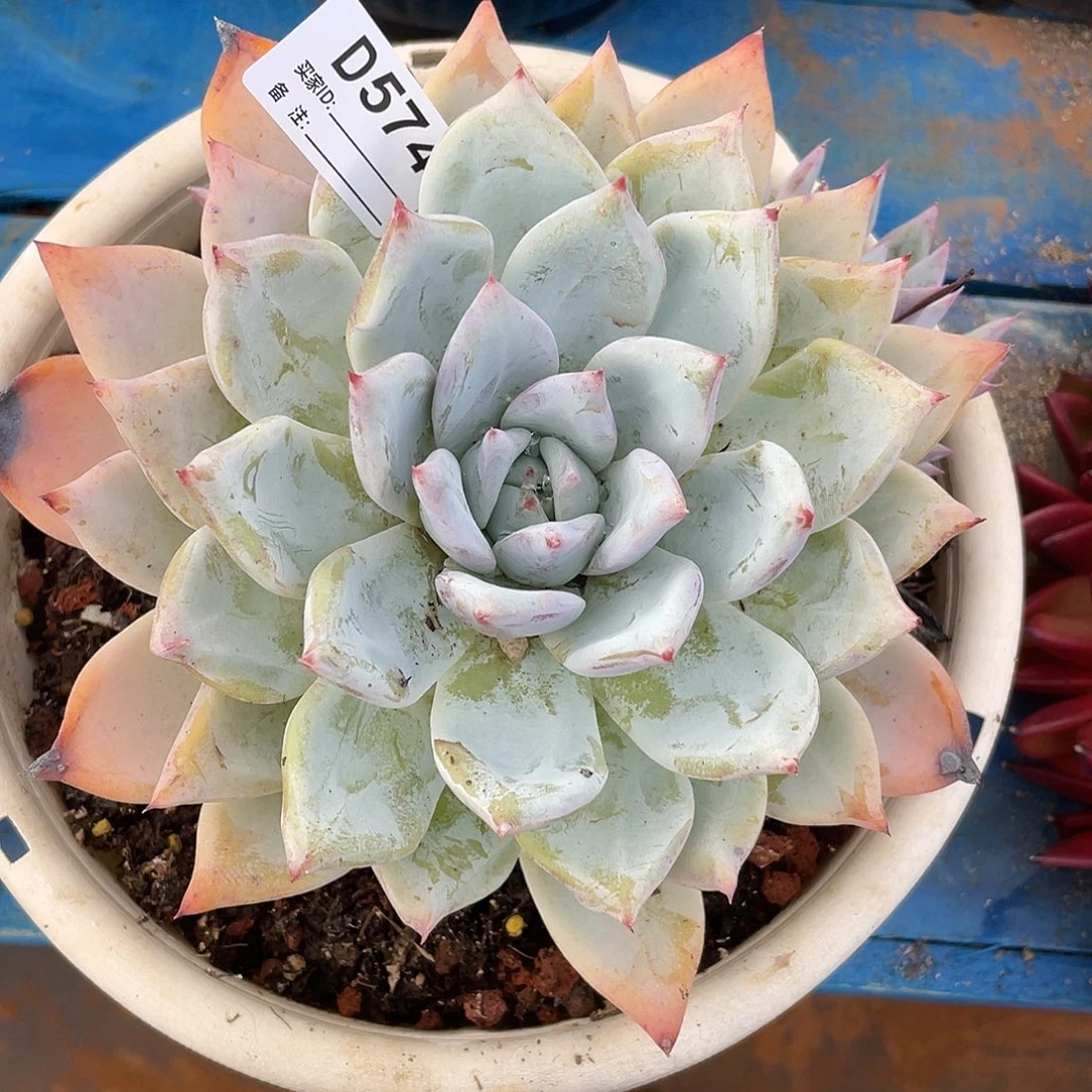 若如东云单拍D574