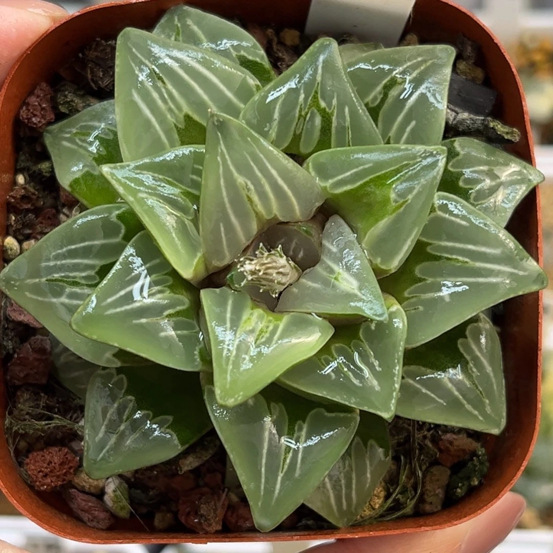 52绿玻璃福利专场
