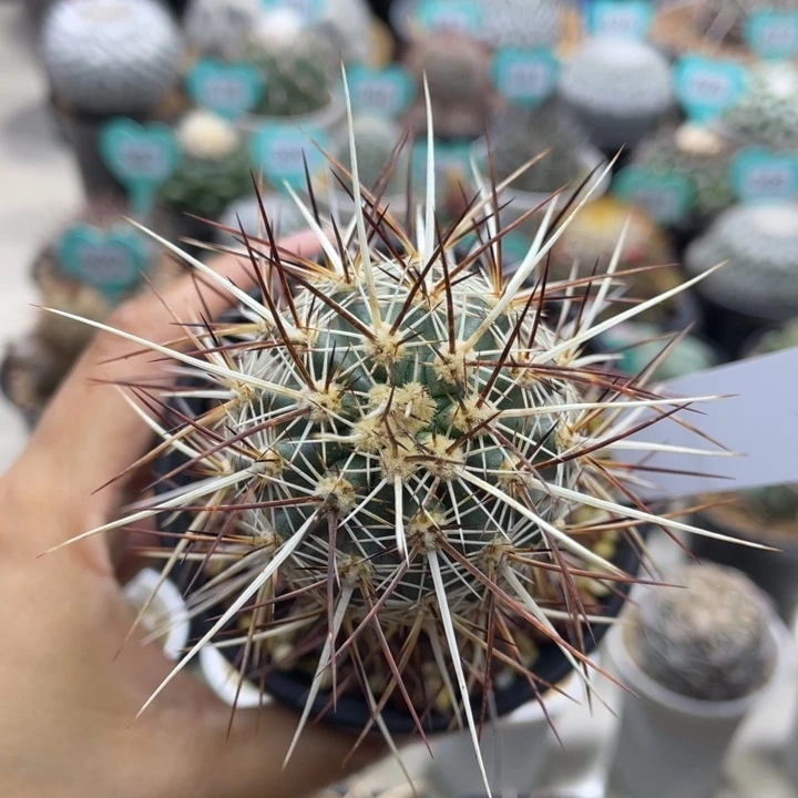 犰狳司虾           实生根