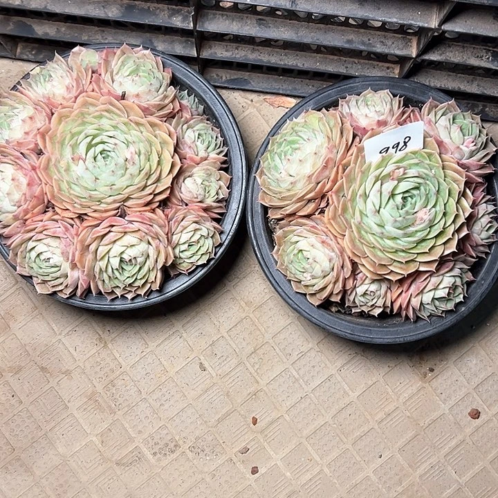 998多肉一颗包邮