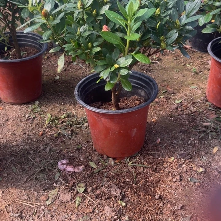 完全开放多色桃梅锦