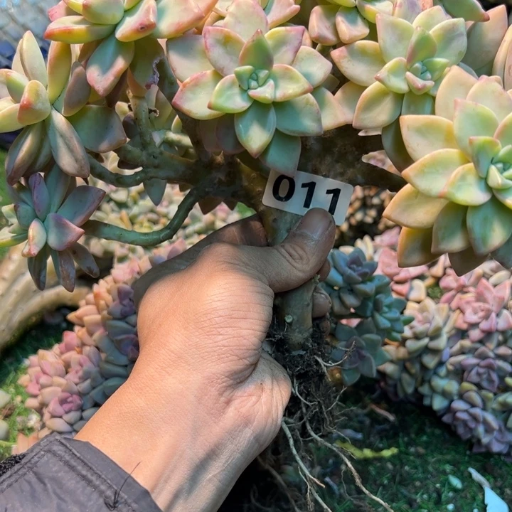 用***8然的多肉一物一拍011