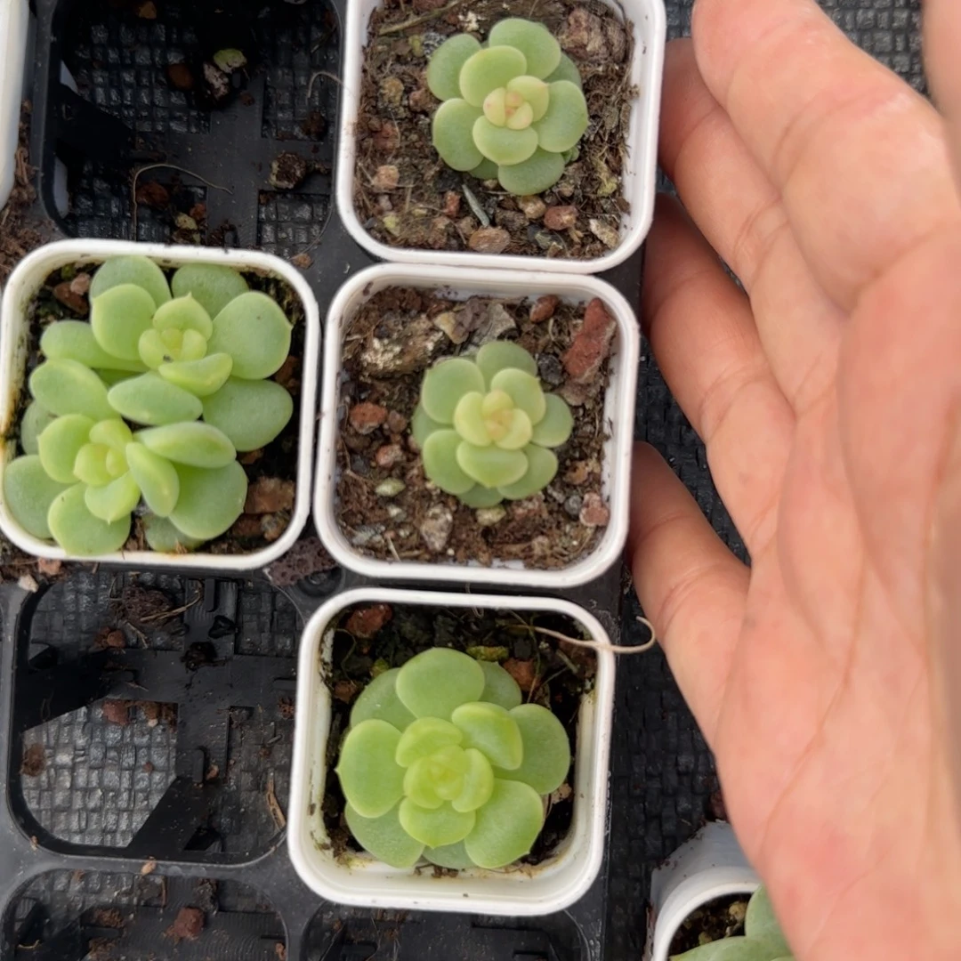 荔枝 6号8床中苗盆一个满25包邮