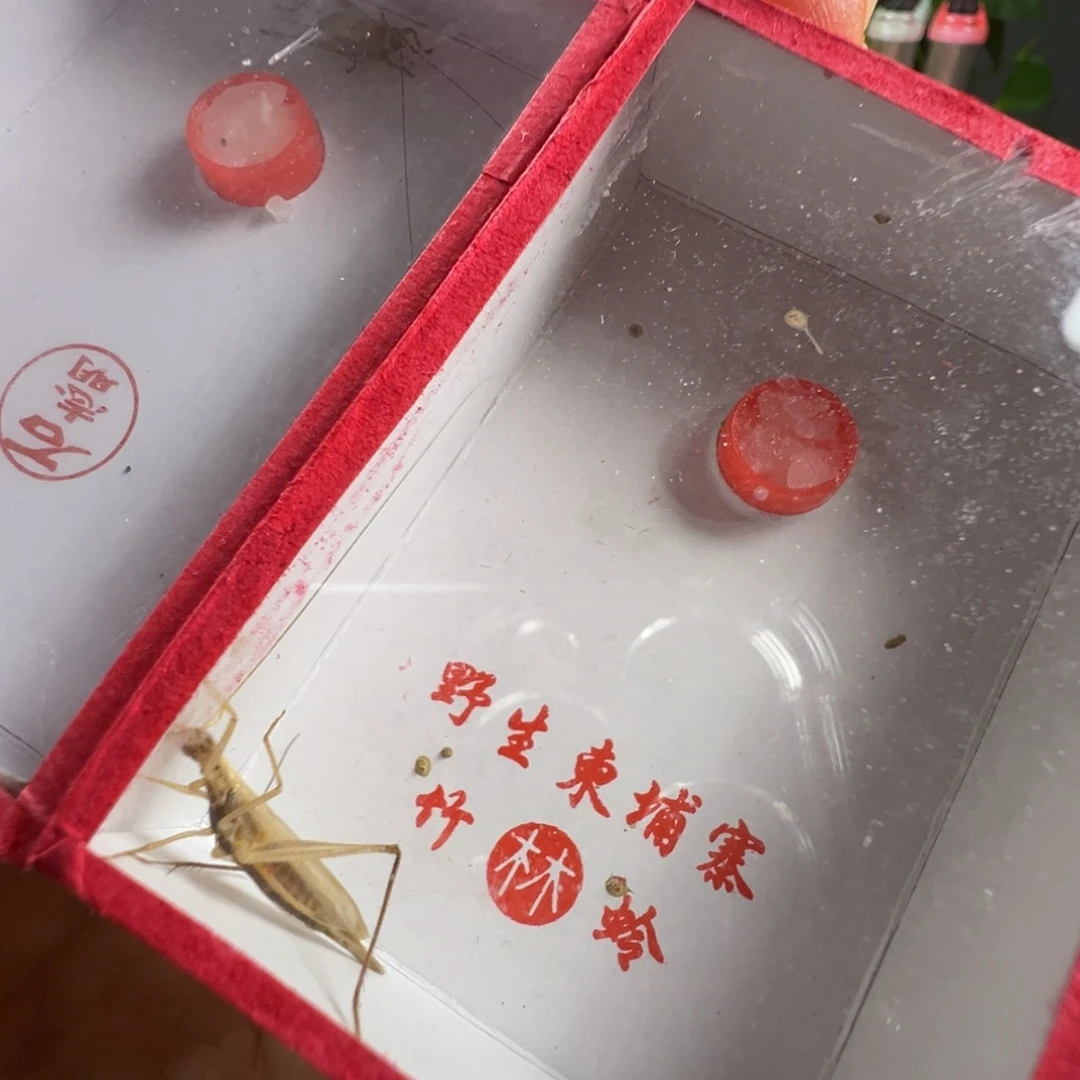 蟋蟀一只石冬黄➕一只柬埔寨
