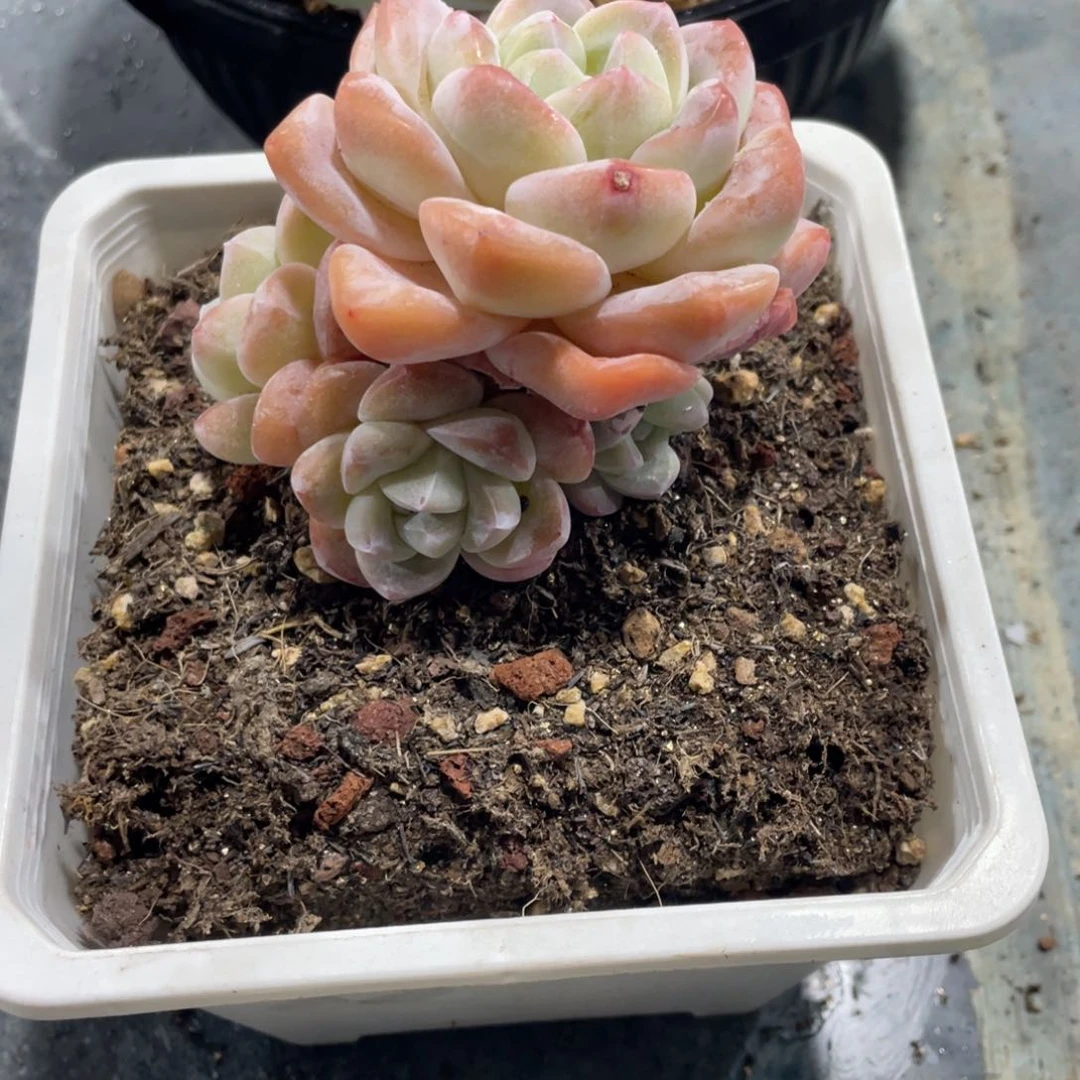 Z专拍冰玉群生老桩