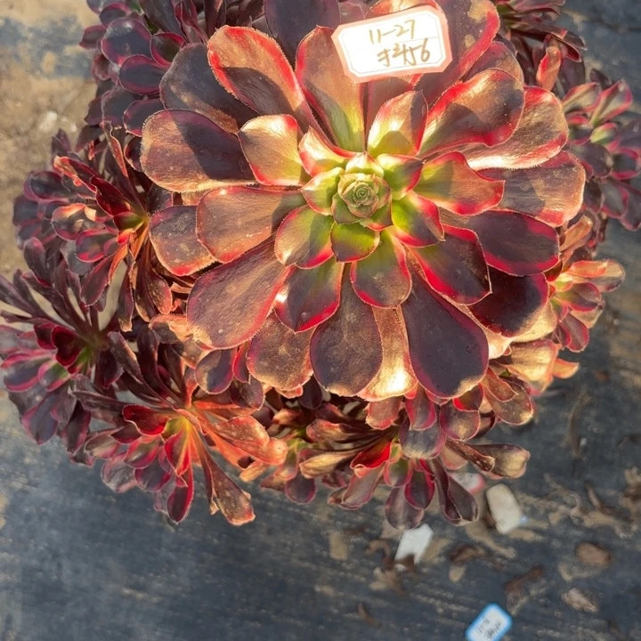 丽娜多肉法师不包损56