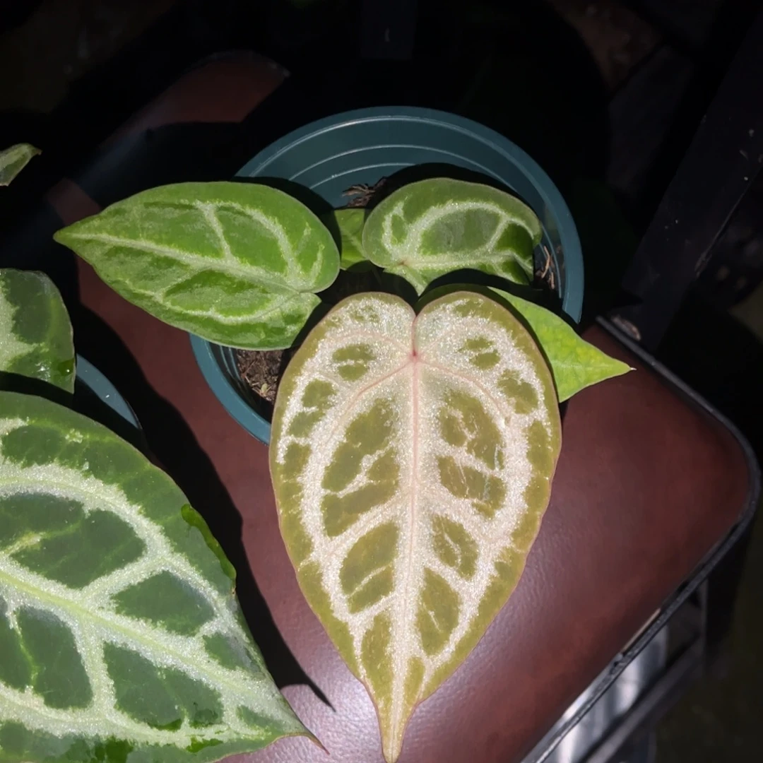 不开花植物华丽银杂77