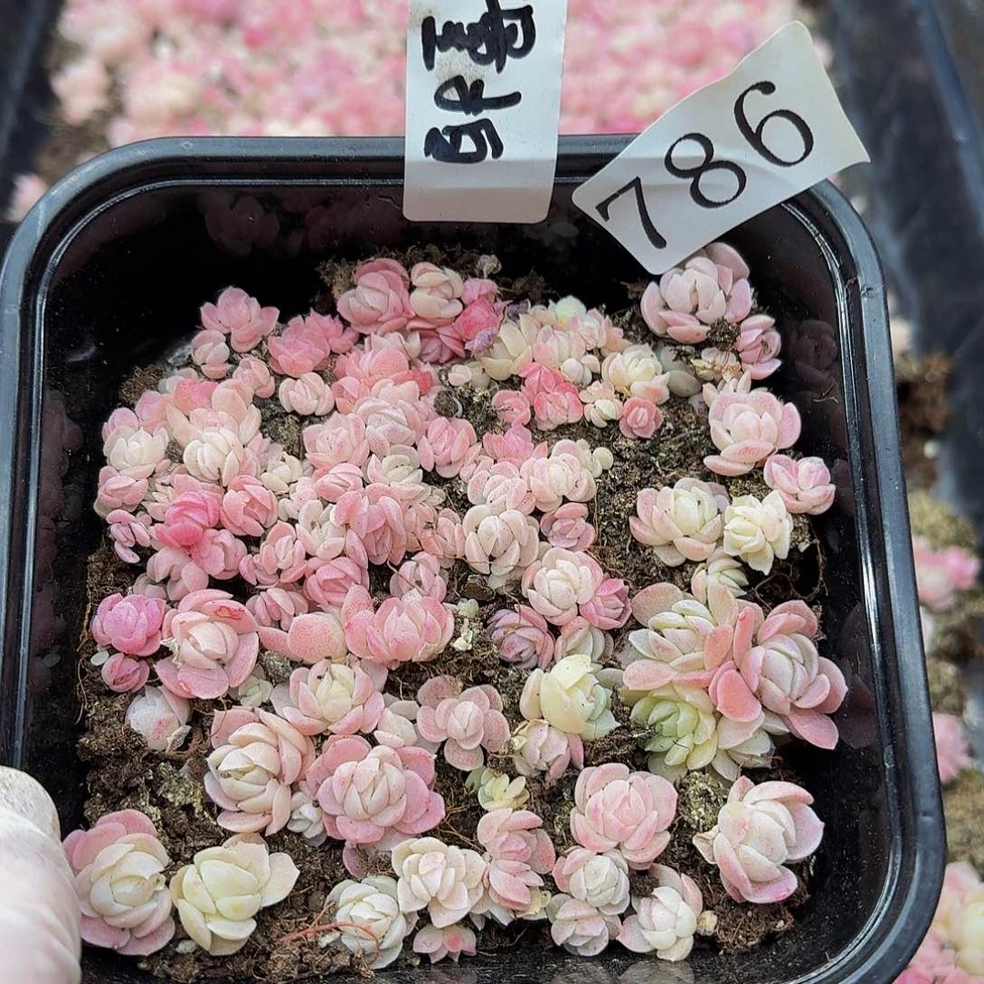 多肉植物多肉植物786量拍