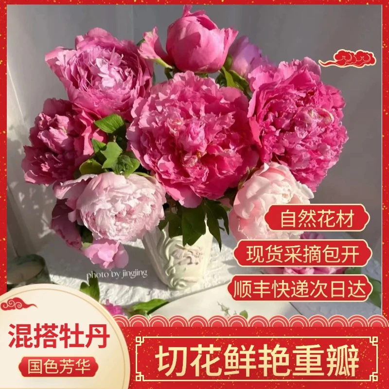 【混搭色】5A-牡丹鲜切花插花水养菏泽基地直发 新春花 牡丹鲜花