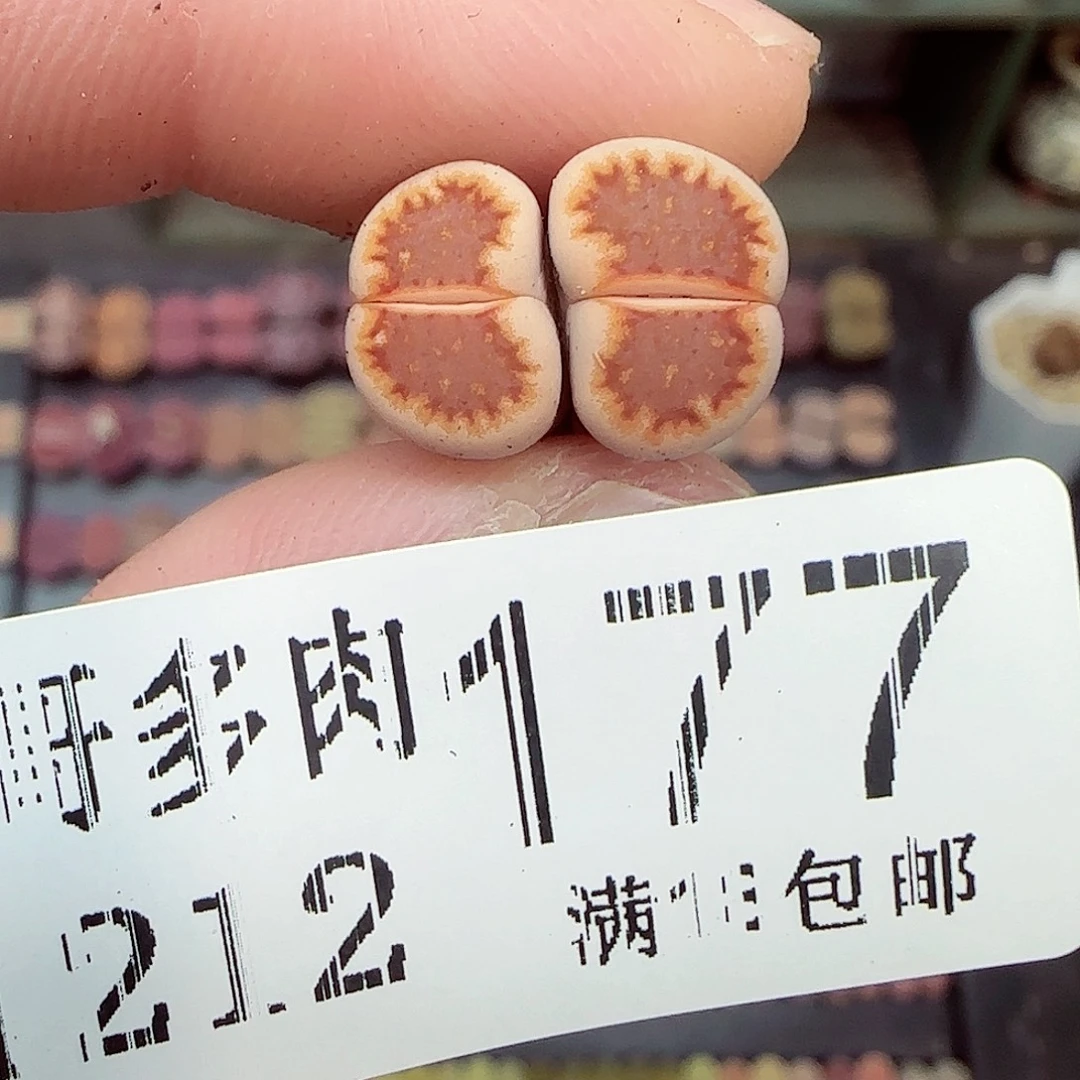 满满18包邮1212-177