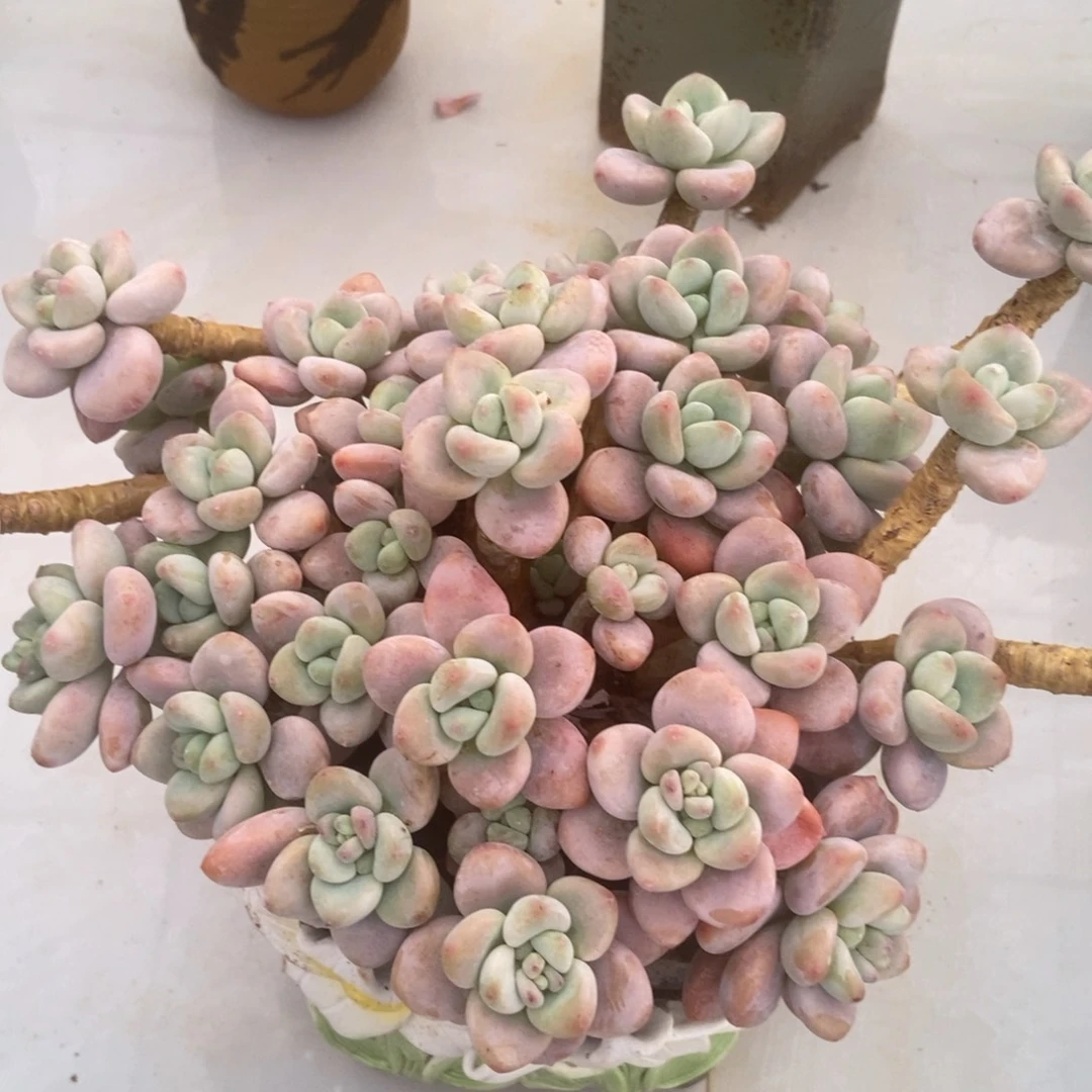 红洛神多肉多肉多肉多