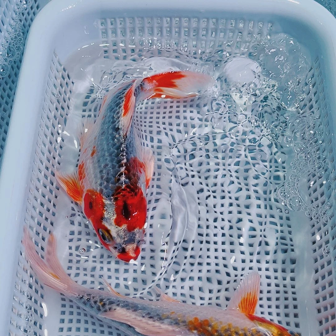 锦鲤锦鲤冷水鱼观赏150