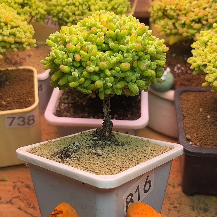 无花朵816金桔糖球