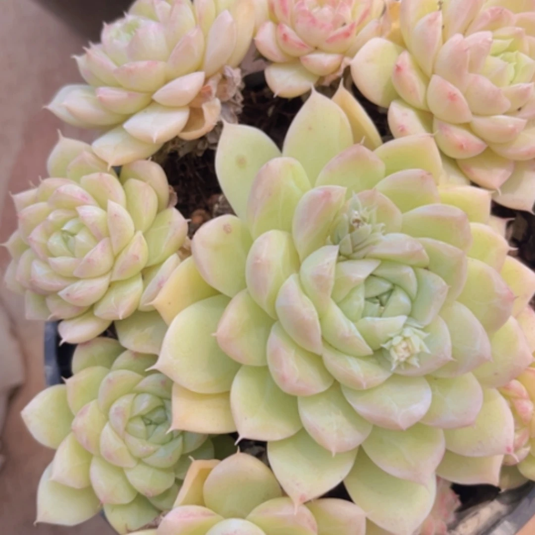 【闪购商品】麦秆2140