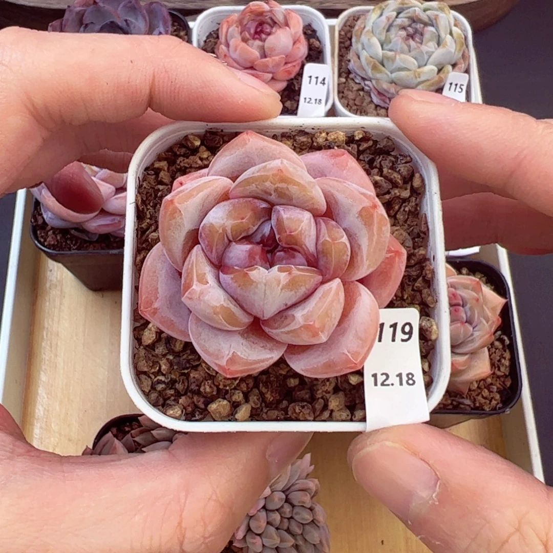 好好看119、哈哈哈哈