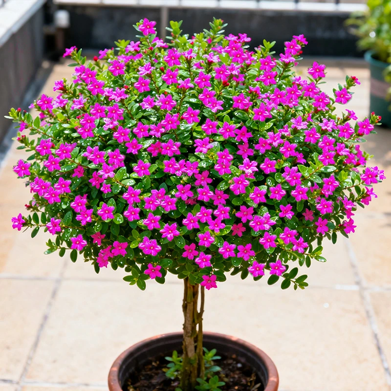 桃子专属【超大棒棒糖】满天星盆栽庭院室内阳台花卉四季开好养耐热