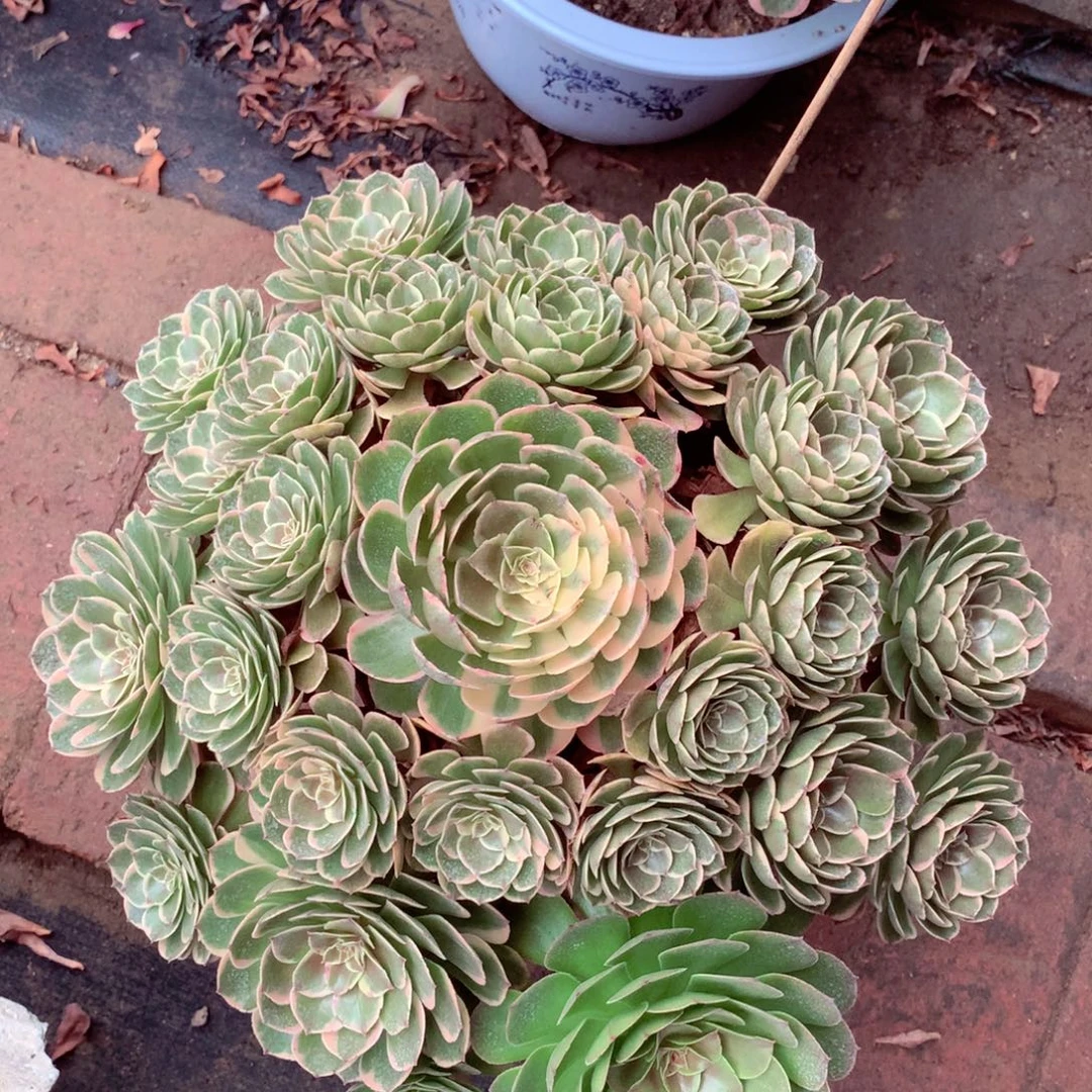 大颗花妖，多肉植物