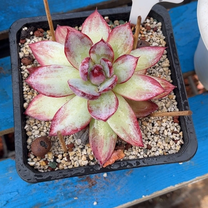 1629 000000000000多肉