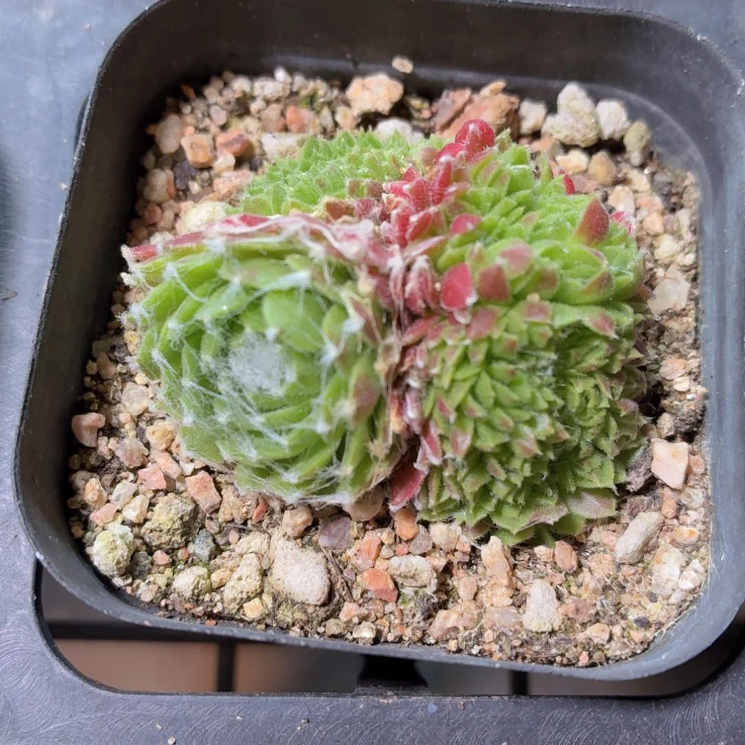蛛丝卷卷缀化多肉9.9包邮发货